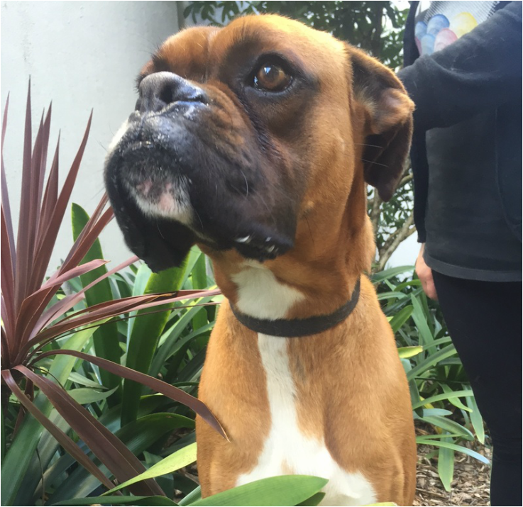 Pet courier nz cost to take dog to australia from new zealand pet bus boxer